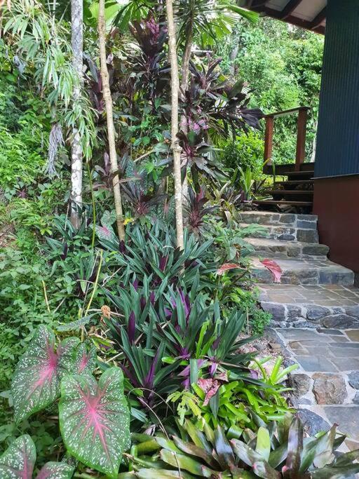 Treeverb Beach House - Daintree Cow Bay エクステリア 写真